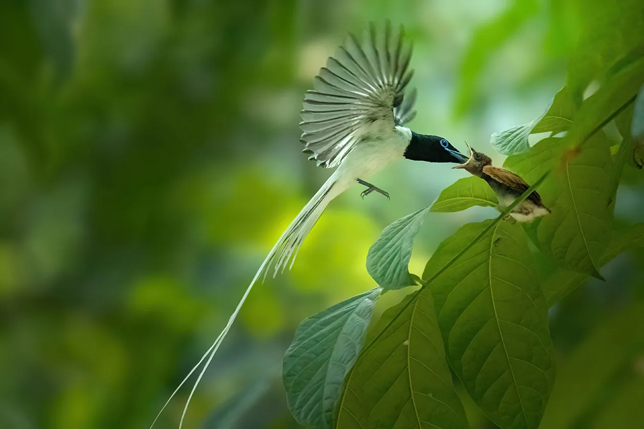 Indian Paradise Flycatcher