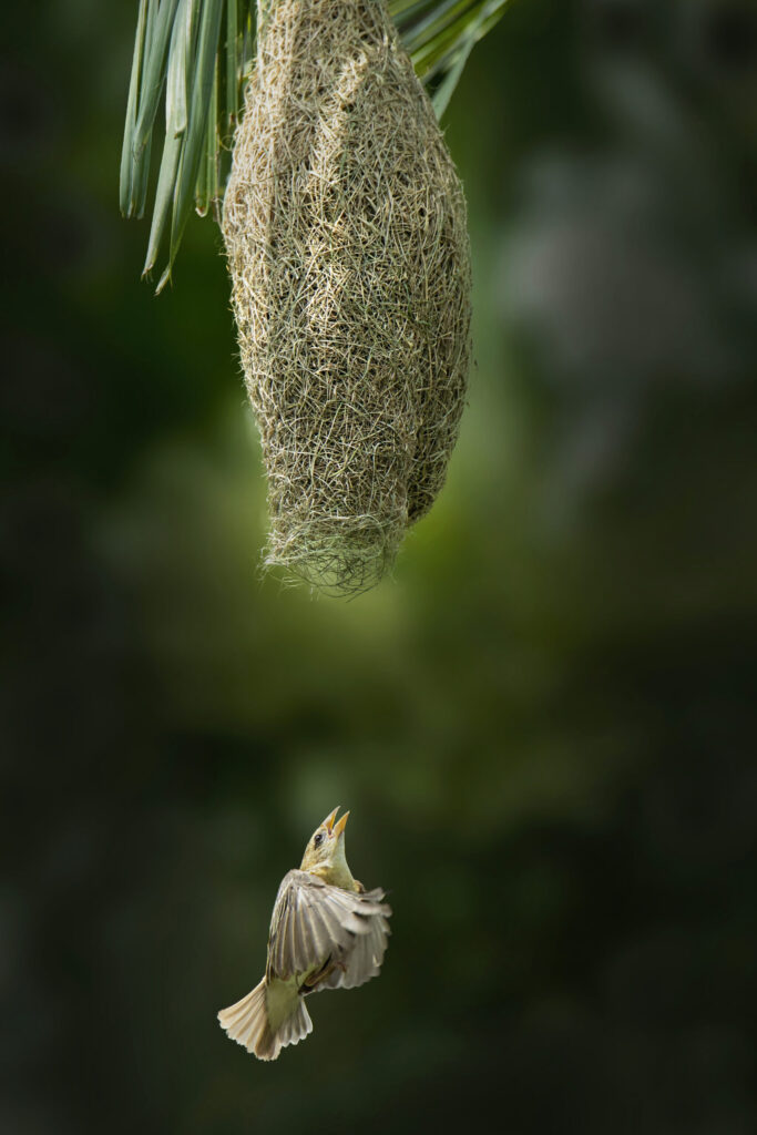 Baya Weaver