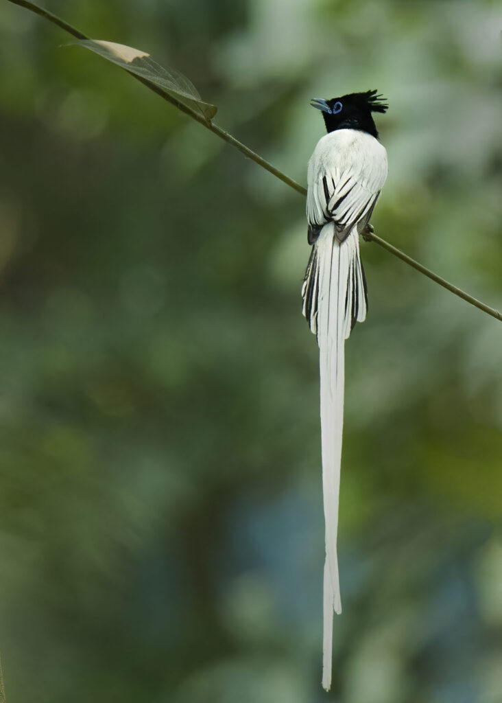 Indian Paradise Flycatcher