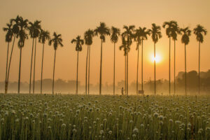 Sun Rise at Onion Land