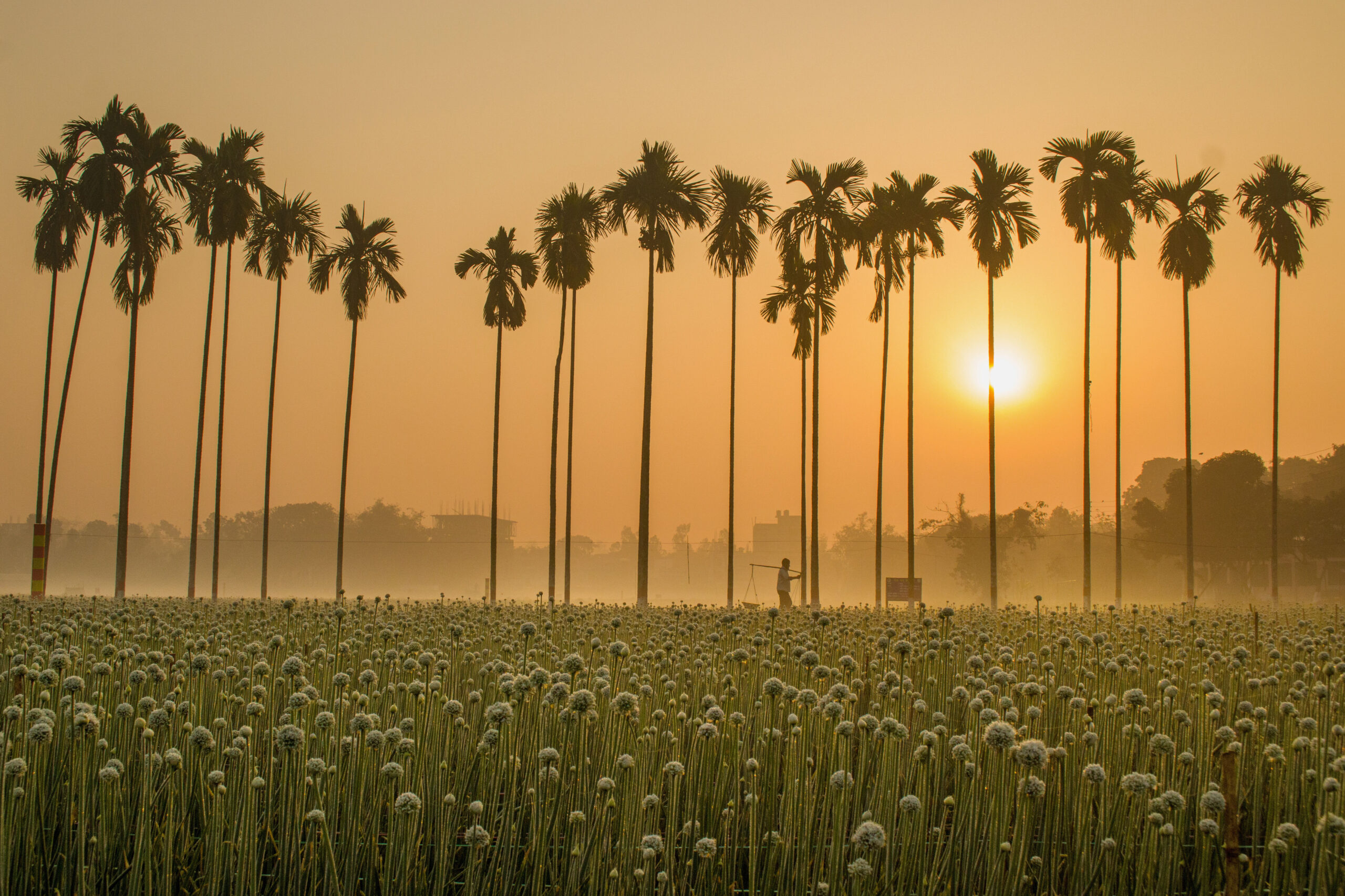 Sun Rise at Onion Land